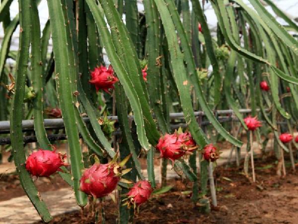 浙江湖州市4个农产品被认定为2016年浙江名牌农产品 占全省总数23.5%