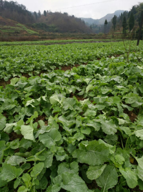 뽭ũίũҵרΪֵͲ˹֧ʵ