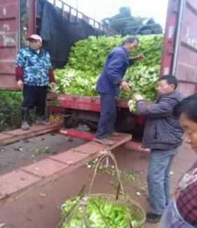 重庆:初春时节好灿烂 生态蔬菜采摘忙