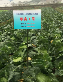 重庆:初春时节好灿烂 生态蔬菜采摘忙