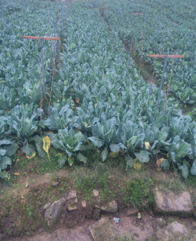 重庆:初春时节好灿烂 生态蔬菜采摘忙