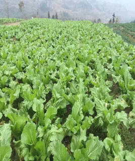 重庆:初春时节好灿烂 生态蔬菜采摘忙