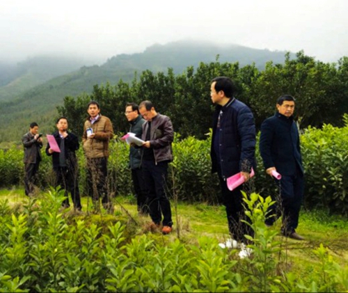 江西吉安多方合力浇铸井冈蜜柚金字招牌