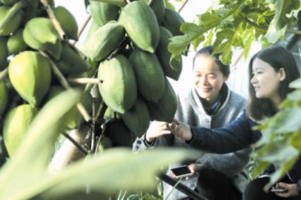 2月9日,游客在观赏热带水果木瓜。