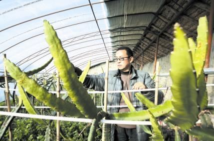 2月9日,一名工作人员在修剪火龙果。