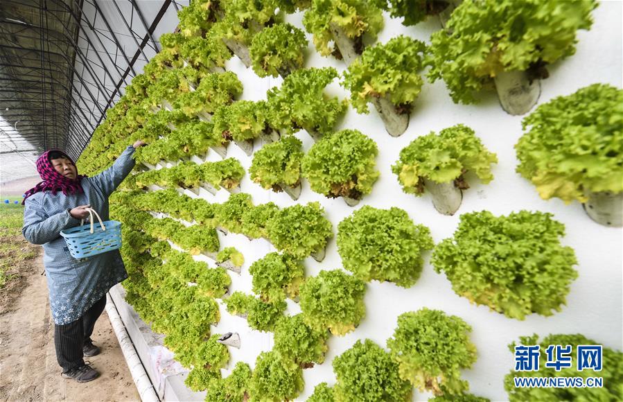 河北大厂回族自治县:科技种植富农家