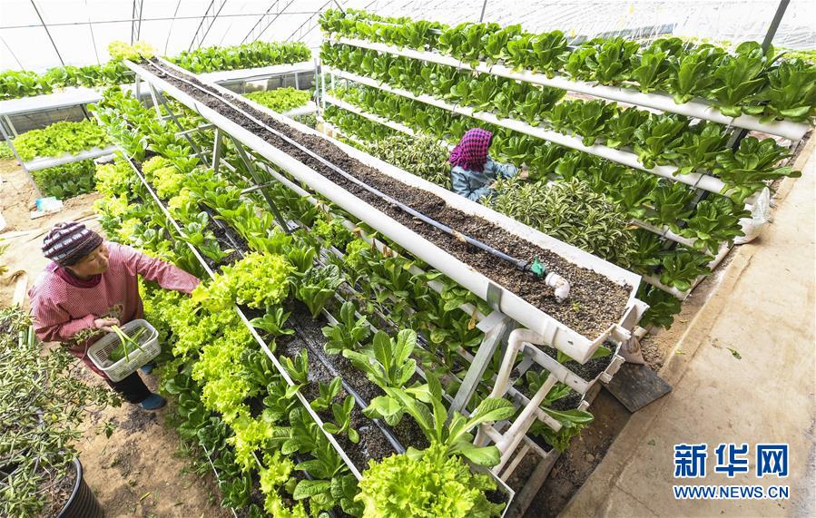 2月14日,大厂回族自治县沁心农业园的工作人员在护理采用立体种植技术培育的绿色蔬菜。