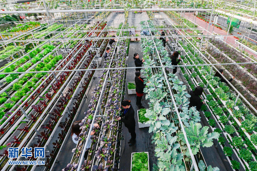 2月14日,在江苏省盱眙县明祖陵现代农业科技园,工作人员在采摘蔬菜。