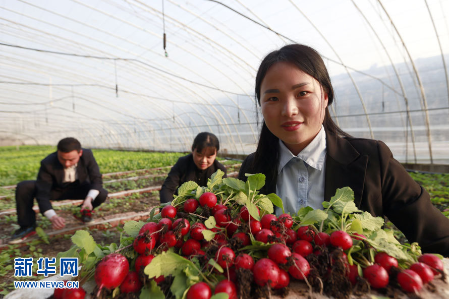 2月14日,在江苏省盱眙县明祖陵现代农业科技园,工作人员在展示刚采摘的樱桃萝卜。