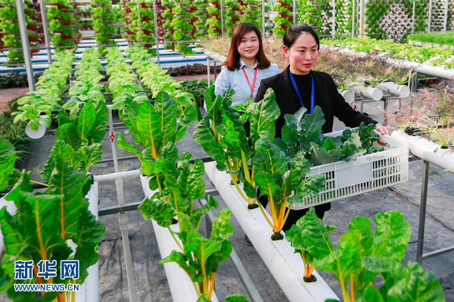 2月14日,在江苏省盱眙县明祖陵现代农业科技园,工作人员在搬运蔬菜。