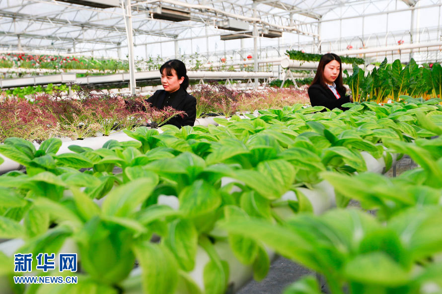 2月14日,在江苏省盱眙县明祖陵现代农业科技园,工作人员对蔬菜进行管护。