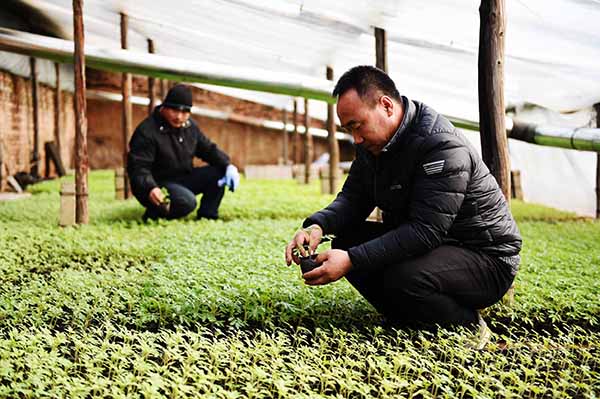 2月15日,种植户在查看大棚中的秧苗长势。