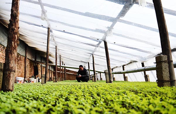 黑龙江密山:棚室蔬菜育秧忙