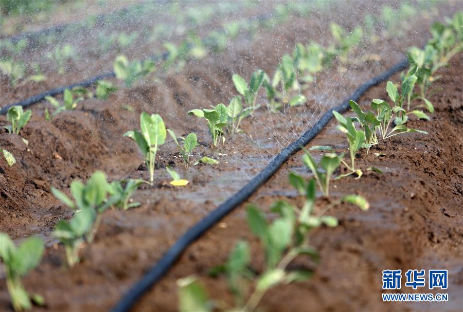 215۰ع縻ũƷֲ΢ϵͳ