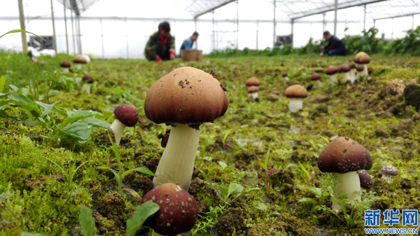 216գʡˮˮлֲ߲԰ũڲժ