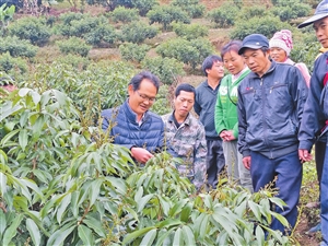 云南:荔枝地里的“大讲堂”