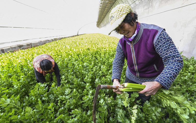 217գλںӱʡزȷֲ߲ũרҵ磬Աո۲ˡ