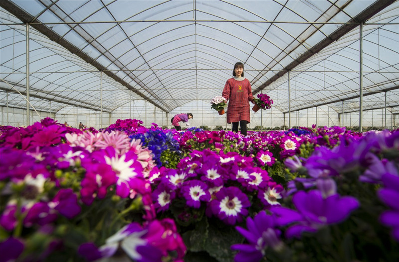 ½ËÕº£°²£º¡°»¨»Ü¹¤³§¡±´ºÒâŨ