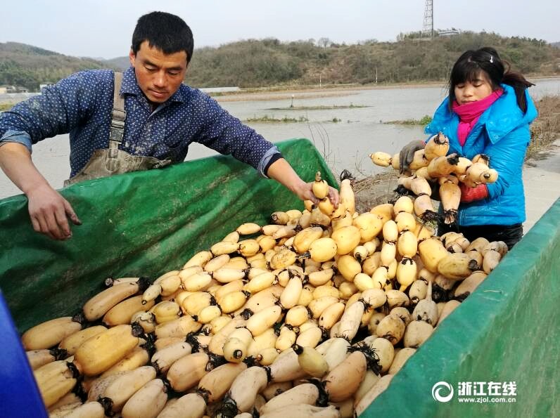 2ÔÂ19ÈÕ£¬ÖÛɽÊж¨º£ÇøË«ÇŽֵÀ›ÉϪÉçÇøÅ©ÃñÕýÔÚ²ÉÊÕÔ½¶¬µÄÁ«Åº£¬×¼±¸ÔËÍùÊг¡¡£