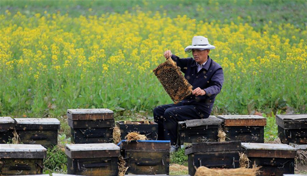 安徽:油菜花开采蜜忙