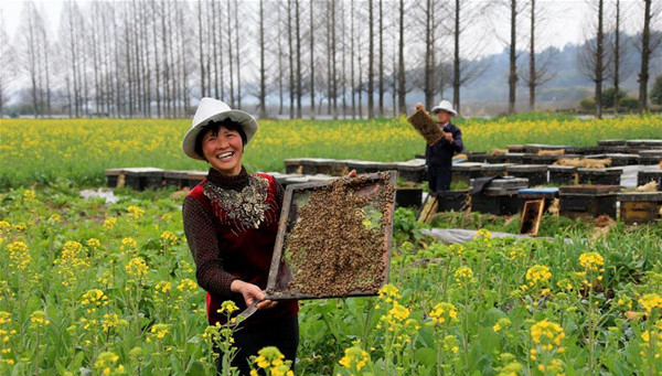 2月20日,安徽省黄山市万安镇蜂农在油菜花田里放蜂割蜜。