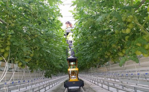 ͼΪԱʽڼ¢Ϊͷ֦ ͶЧ