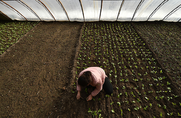 2月21日,宁夏固原市原州区彭堡镇姚磨村村民蔺娜在一座大棚内栽植蔬菜。