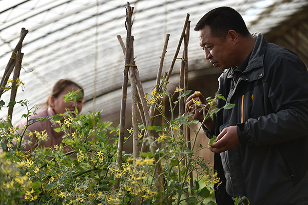 2月21日,宁夏固原市原州区彭堡镇姚磨村村民罗军在温棚内品尝种植的西红柿口感。
