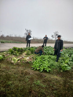 四川:加大蔬菜检测数量 确保合江农产品质量安全