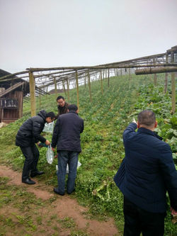 四川:加大蔬菜检测数量 确保合江农产品质量安全