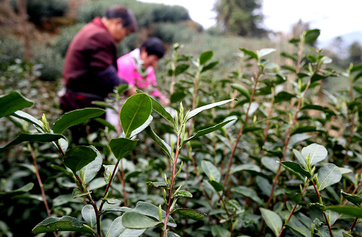 㽭ʡһ硰ţ硱迪ժ