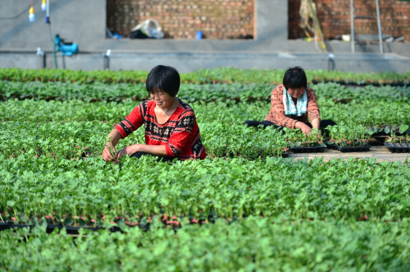 河北省巨鹿县:人勤春早育苗忙