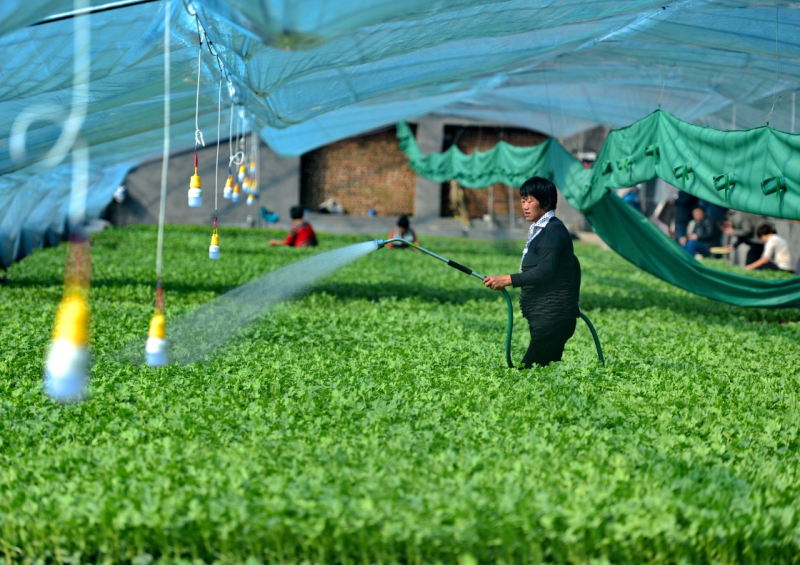 2月24日,巨鹿县官寨乡南哈口村农民在大棚内给秧苗浇水。