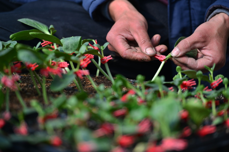 2月24日,巨鹿县官寨乡南哈口村农民在大棚内培育秧苗。