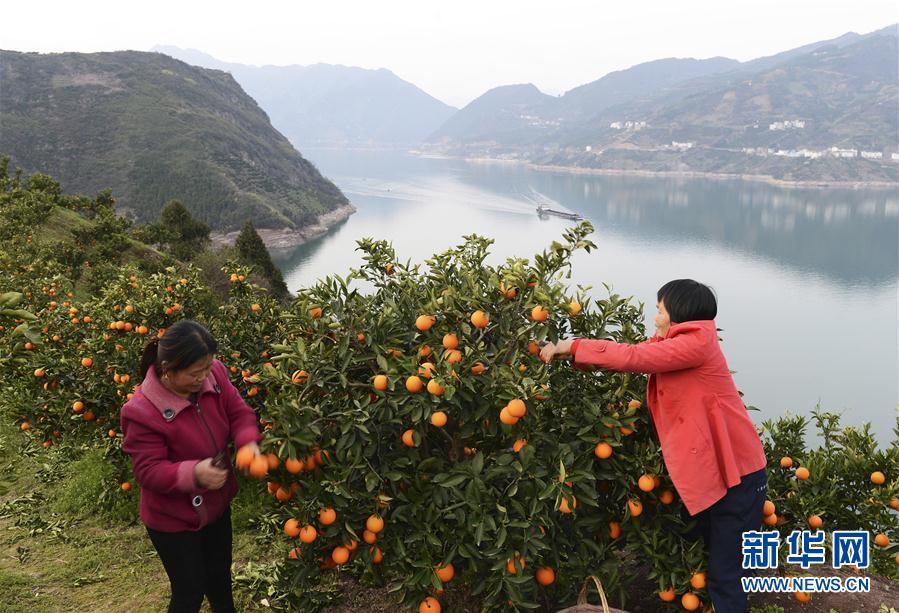 湖北秭归县:脐橙之乡红肉脐橙收获上市