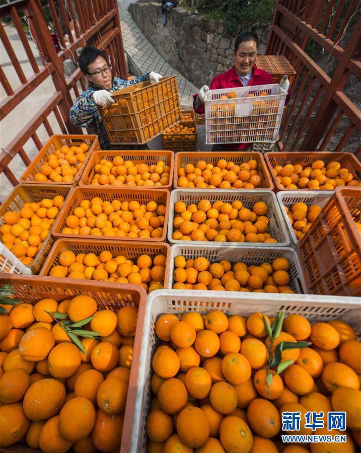 2月25日,湖北省秭归县郭家坝镇的农民在装运红肉脐橙。