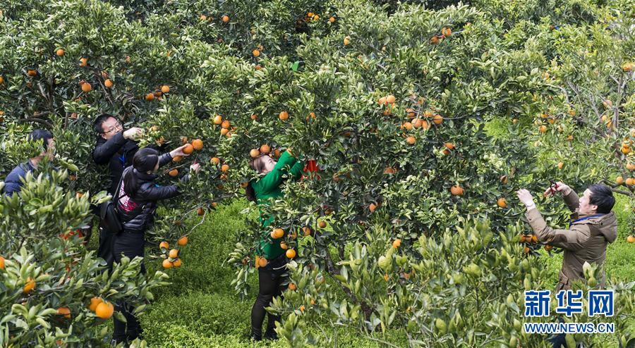2月25日,游客在湖北省秭归县郭家坝镇的嘉宜康脐橙园里采摘红肉脐橙。