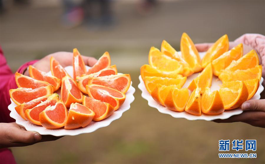 2月25日,三峡库区湖北省秭归县郭家坝镇擂鼓台村的村民对比展示红肉脐橙(左)和普通脐橙。