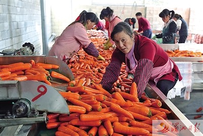 福建莆田:胡萝卜喜获丰收 销售全国各地