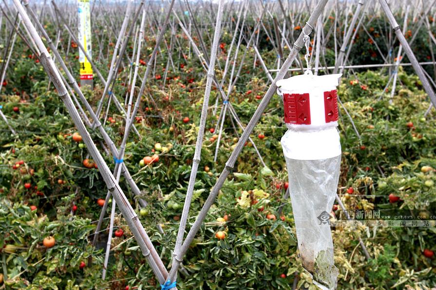 ﶬֲֲ߲ķѣʹ̬ճķʽʹũҩ֤߲˵Ʒʡ