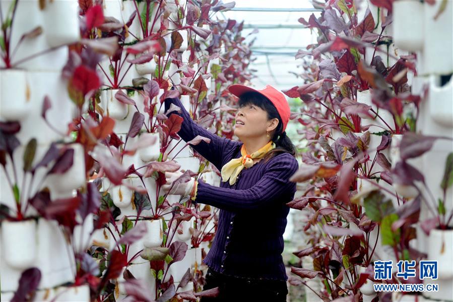 228գڽʡнԶũҵֲ߲԰ũܲӨҴڹҶˡ