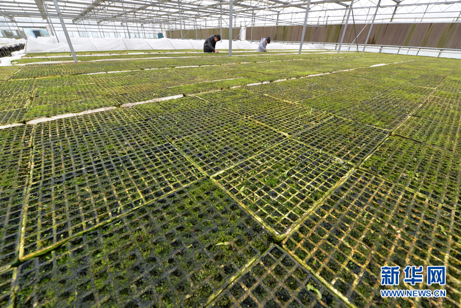 ʡִũҵƼ԰ڹ۲ܸ糤ƣ225㣩