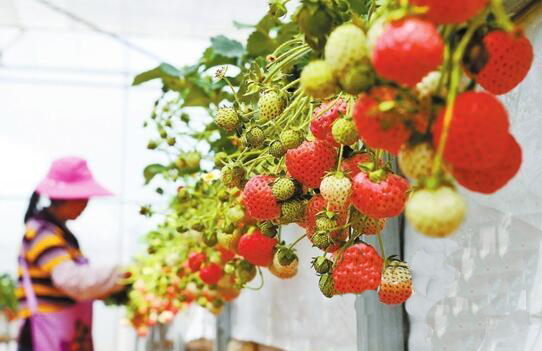 ϳΪȫΨһʵֲݮʹģʡ ݮļƮ