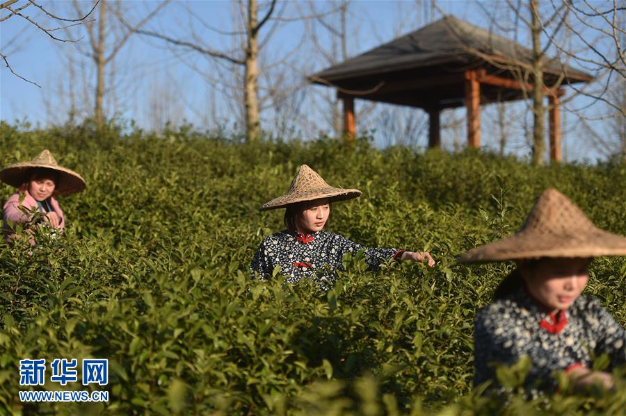 浙江开化:春茶开采忙