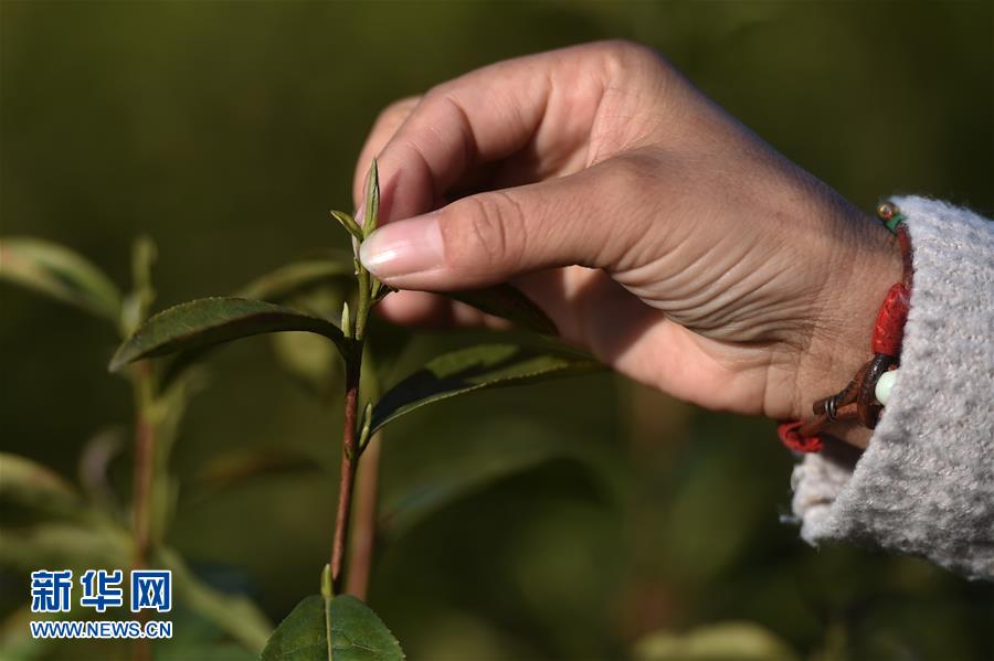 3月2日,采茶工在开化县池淮镇路口村茶业基地采摘春茶新芽。