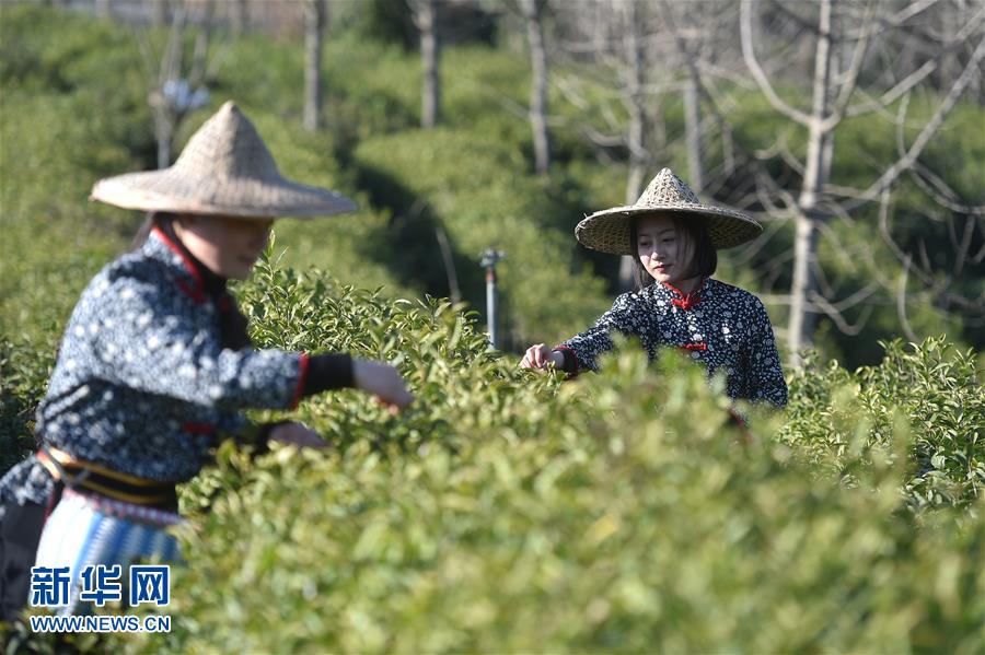 3月2日,采茶工在开化县池淮镇芹源村云翠茶业基地采摘茶叶。