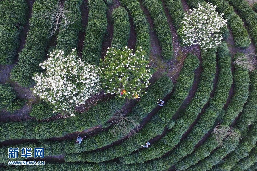 3月2日,采茶工在开化县池淮镇路口村茶业基地采摘茶叶。