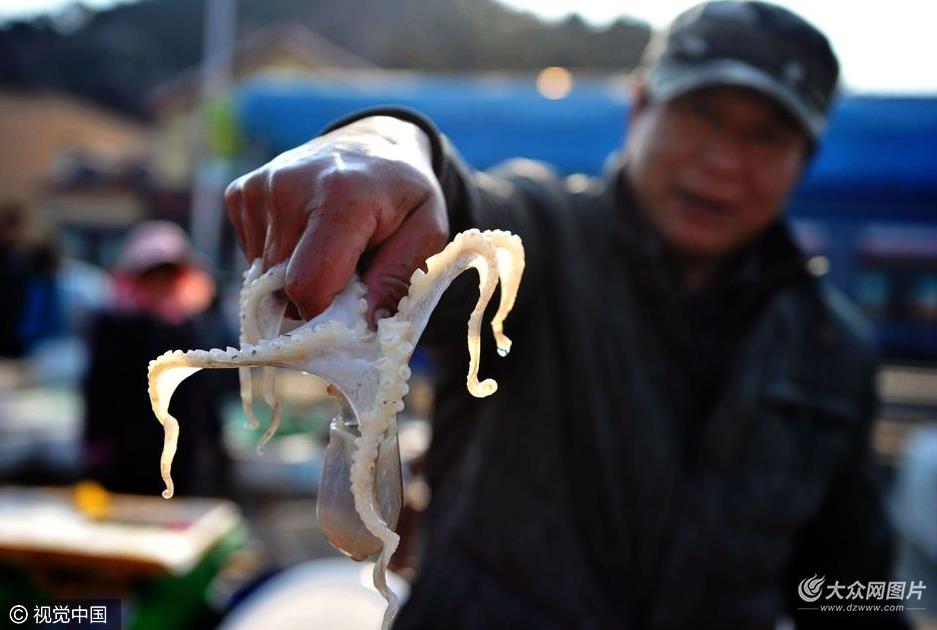 山东青岛牡蛎丰收个大肉肥 好年景十年难得一见