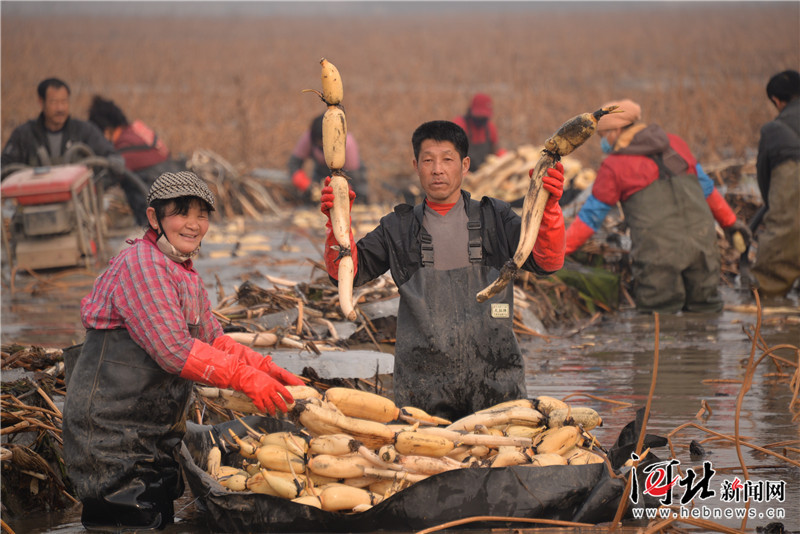 գСׯǧĶźأźũջź