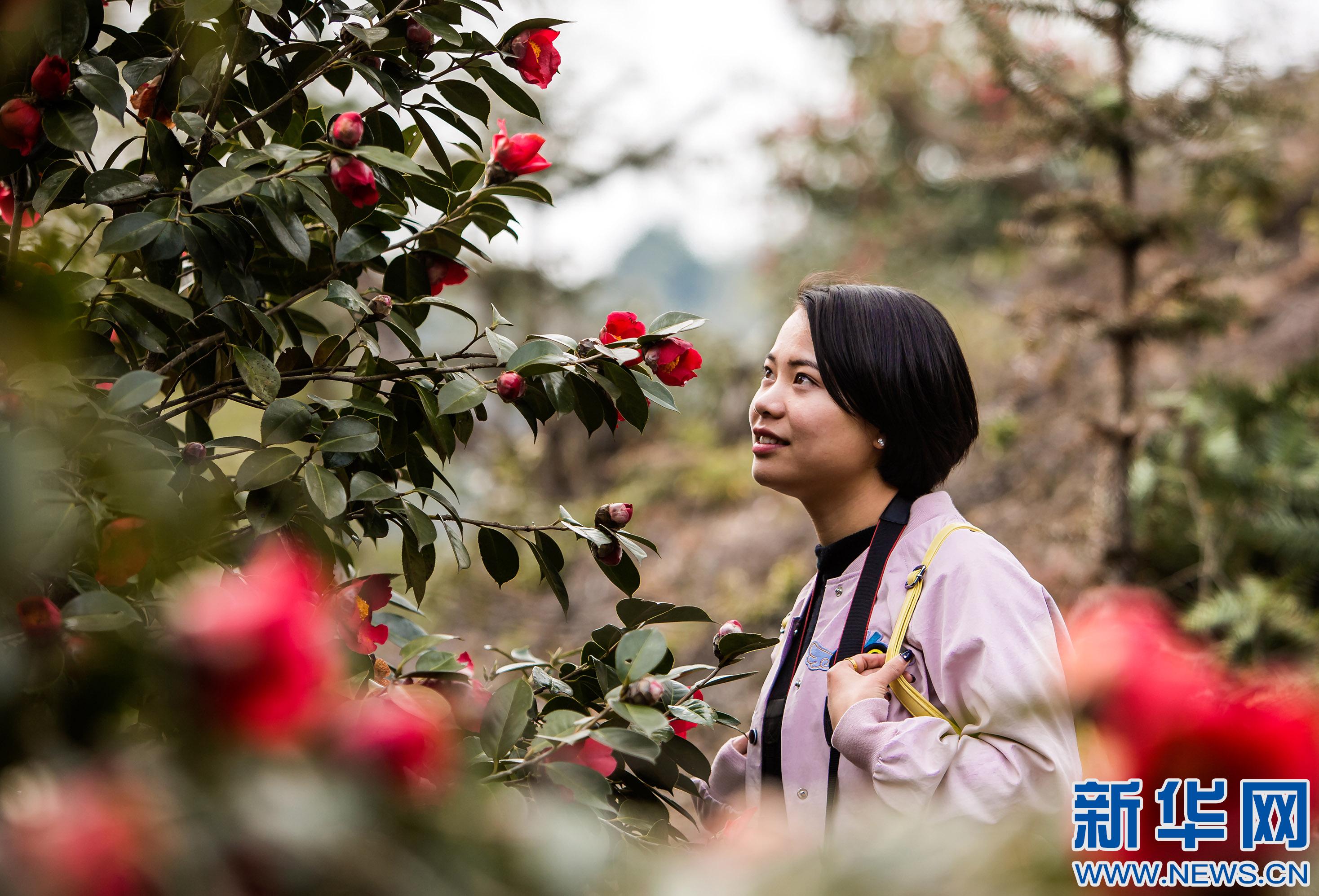 ʡ¸ɽʮĶκ컨Ͳ軨ʢοǰͻ